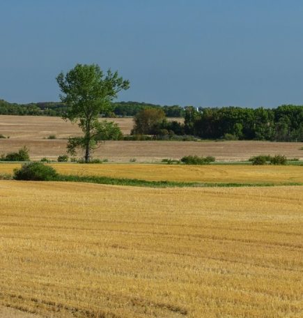 Panoramic image of the golden wheat fields of Manitoba's western region near Brandon